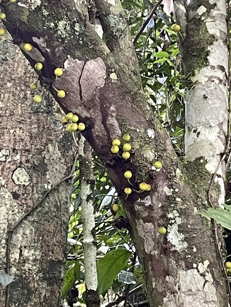 Ficus leptoclada photo 3