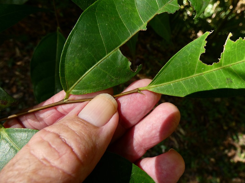 Ficus leptoclada photo 5