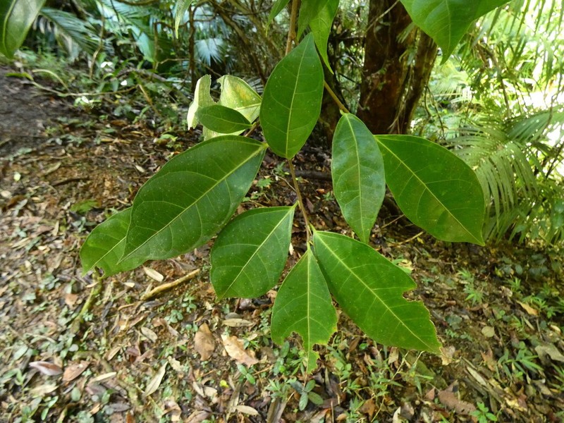 Ficus leptoclada photo 7