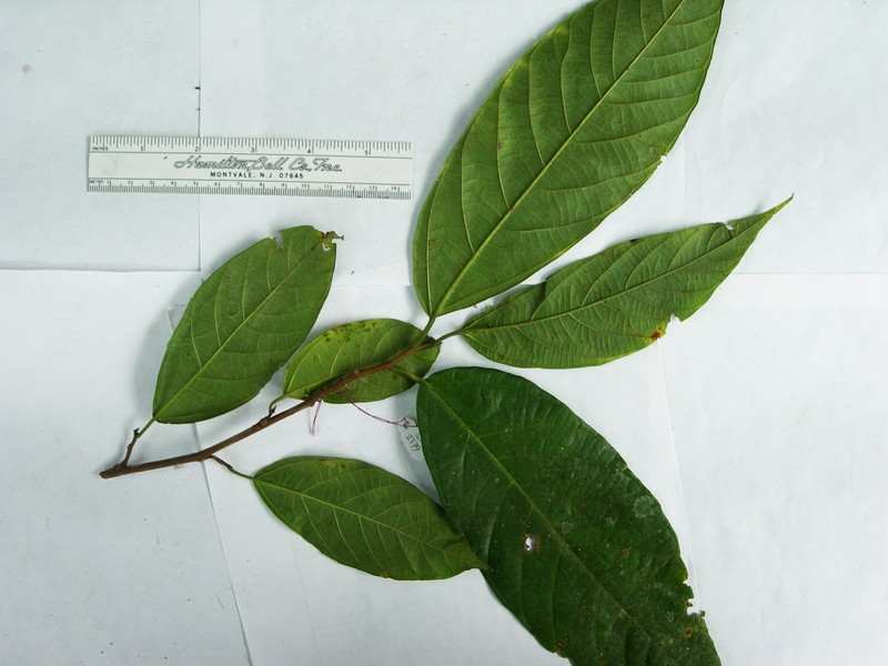 Ficus leptodictya