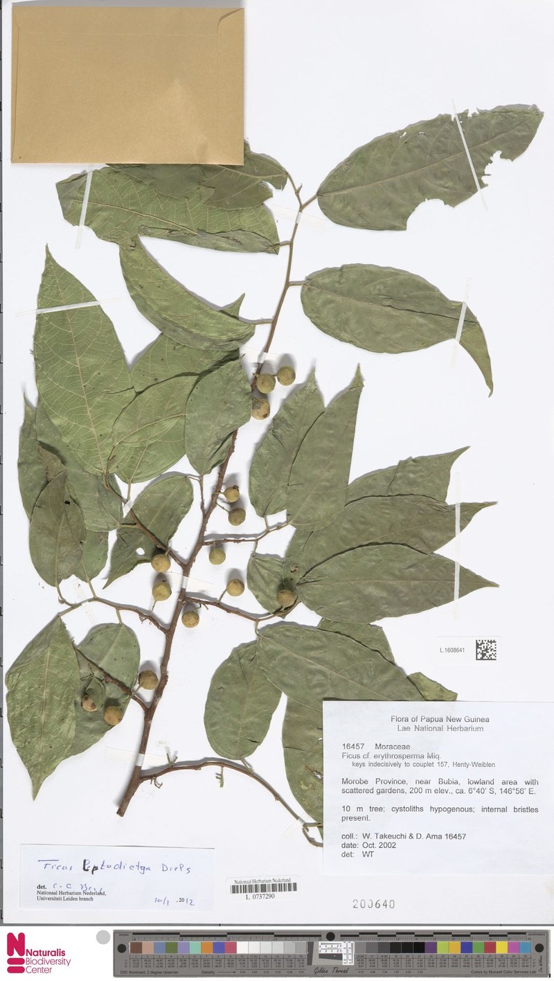 Ficus leptodictya photo 2