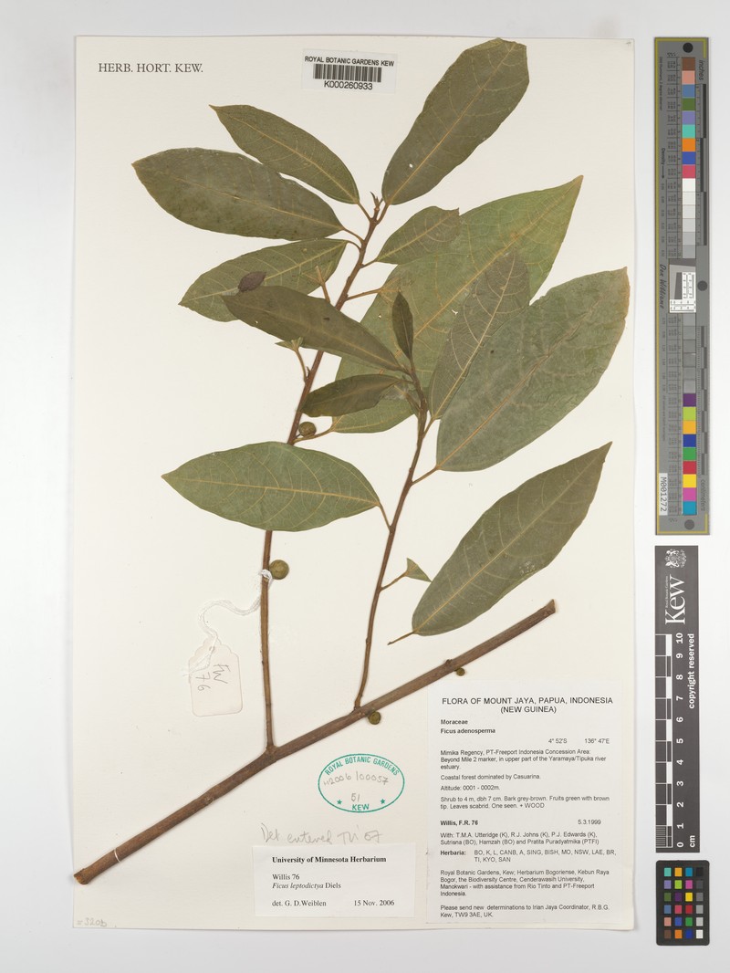Ficus leptodictya photo 3