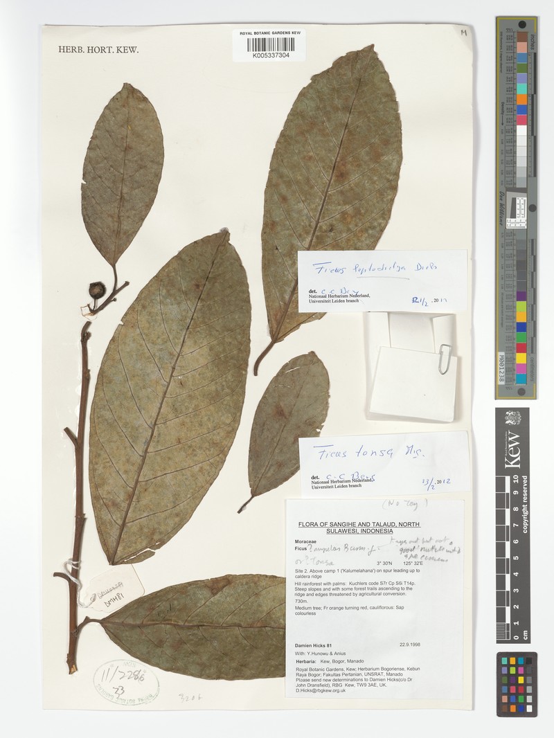 Ficus leptodictya photo 4