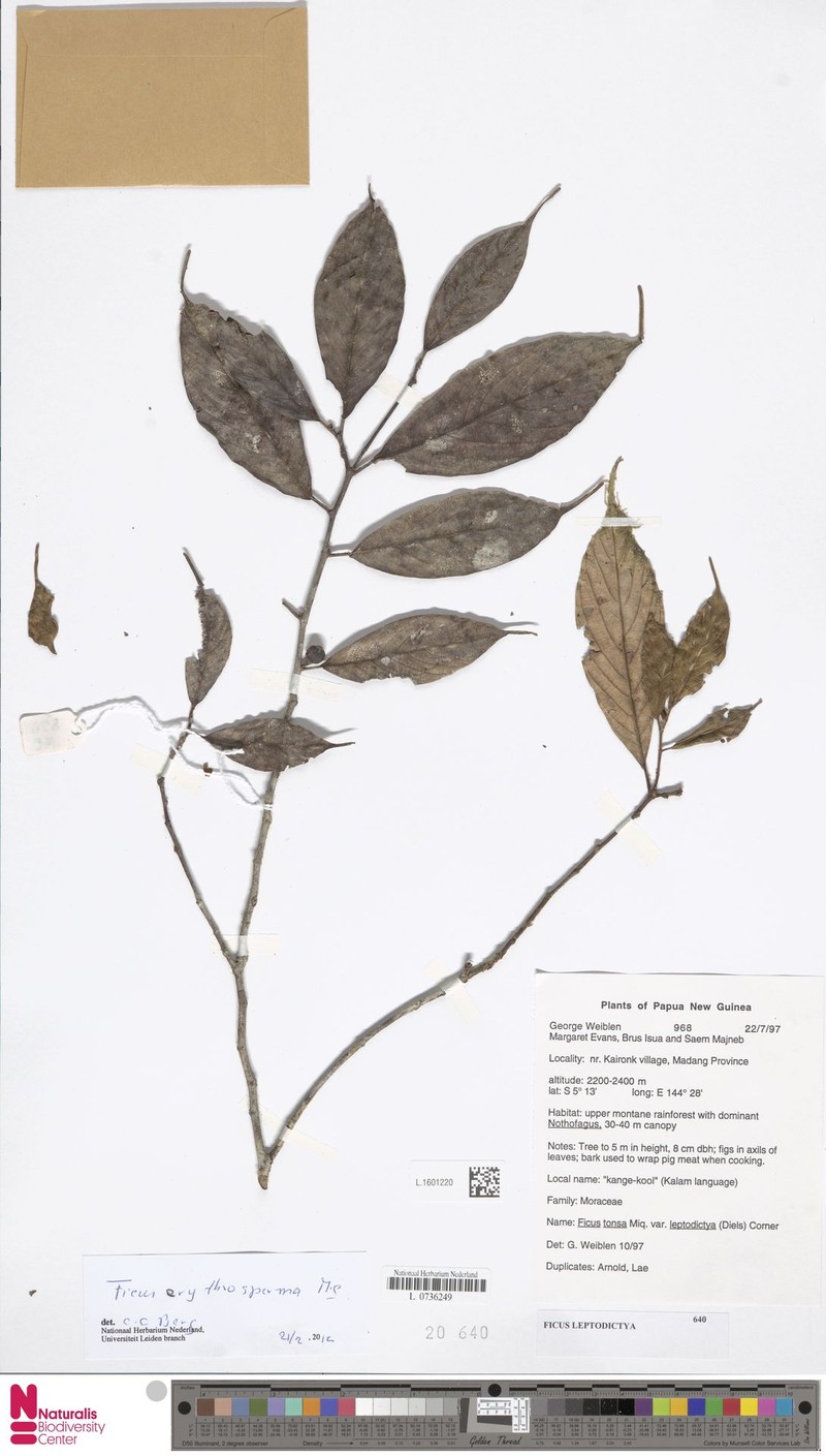 Ficus leptodictya photo 5