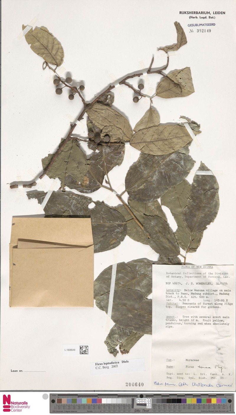 Ficus leptodictya photo 6