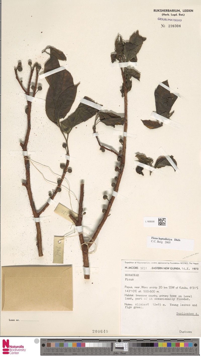 Ficus leptodictya photo 7