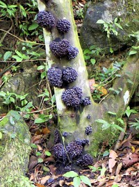 Ficus leptogramma