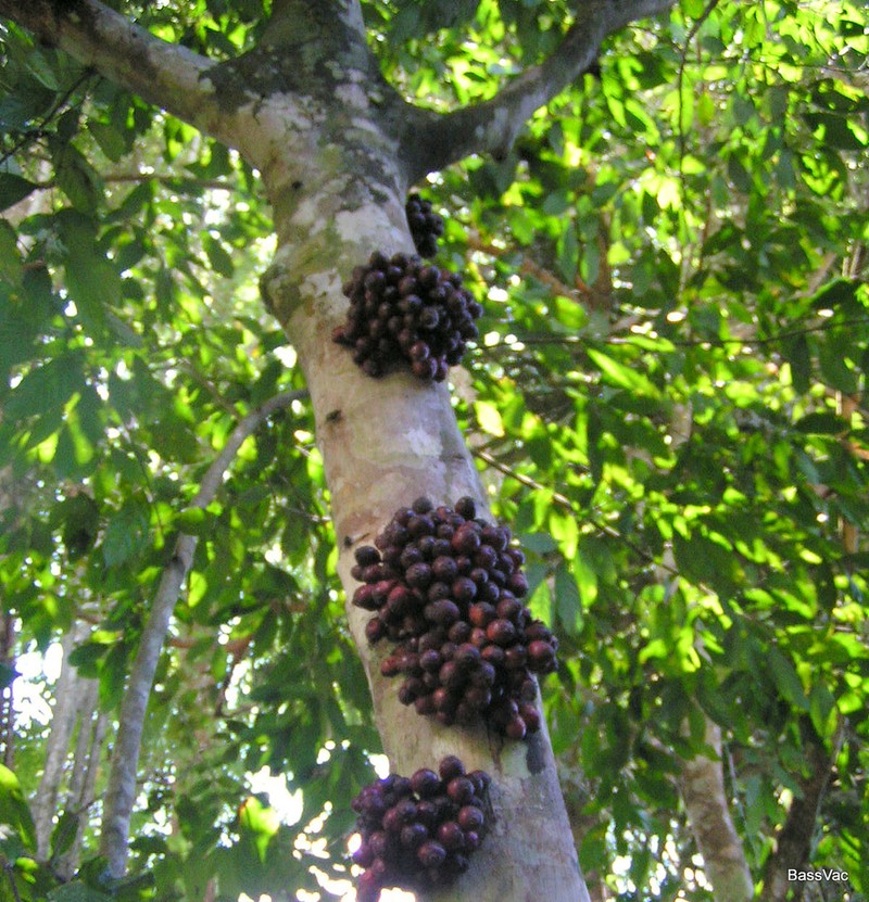 Ficus leptogramma photo 3