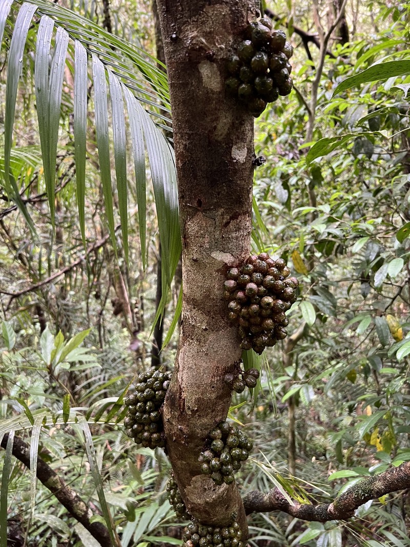 Ficus leptogramma photo 7