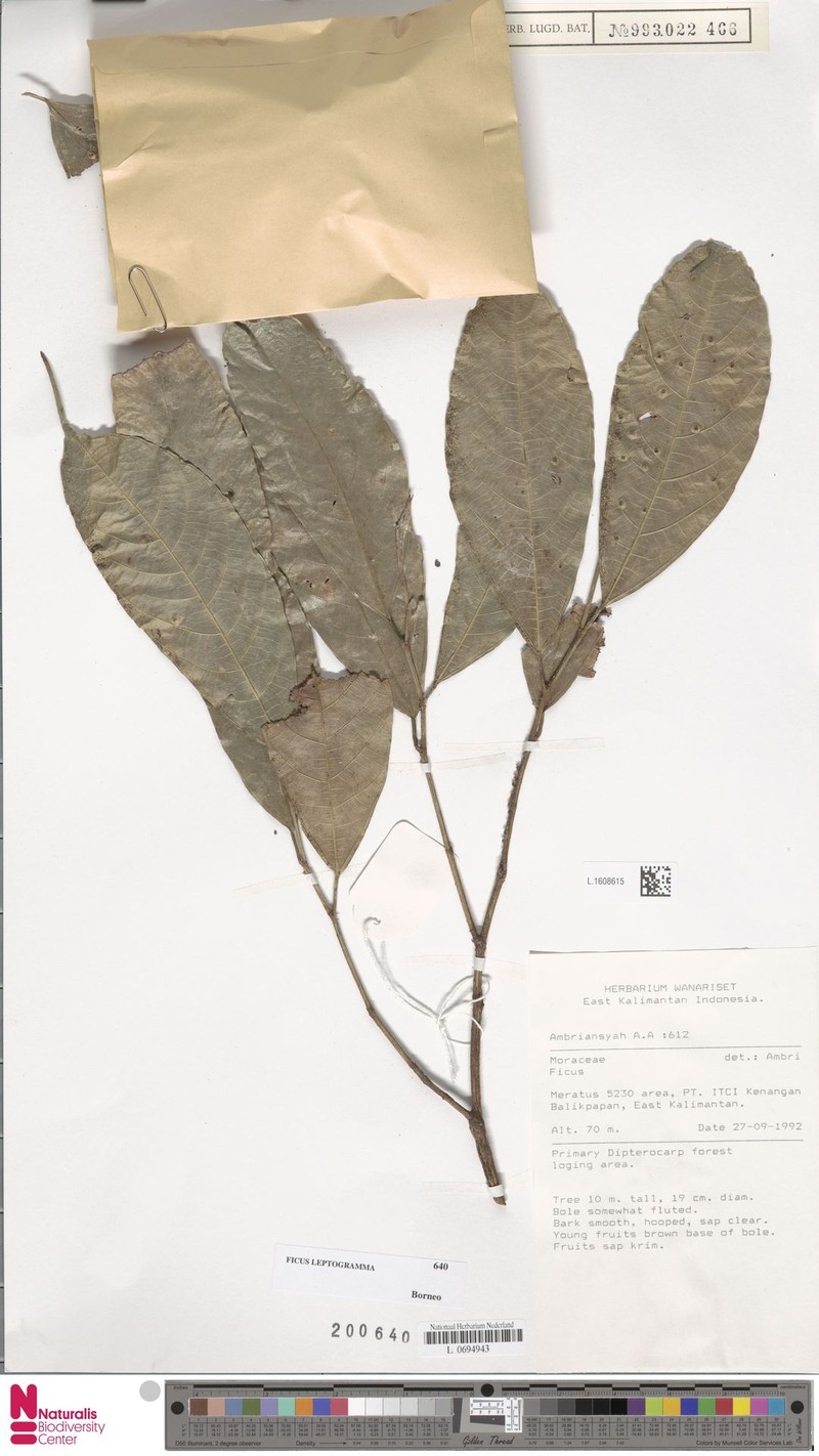 Ficus leptogramma photo 8