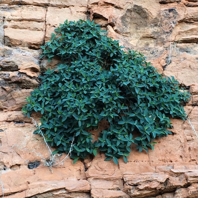 Ficus lilliputiana