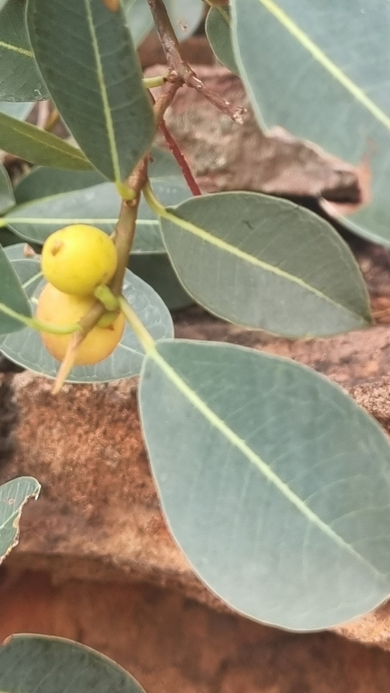 Ficus lilliputiana photo 2