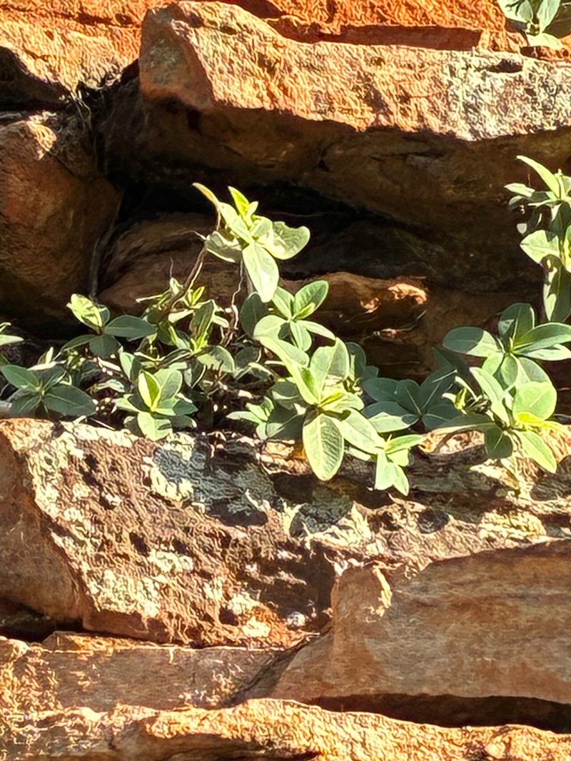 Ficus lilliputiana photo 3