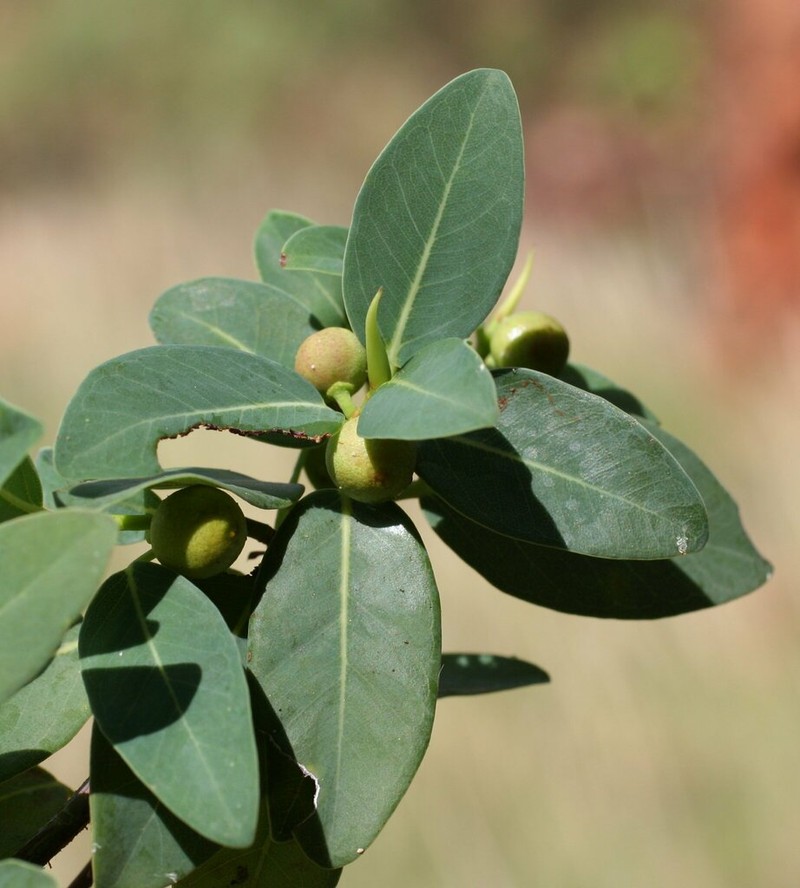 Ficus lilliputiana photo 6