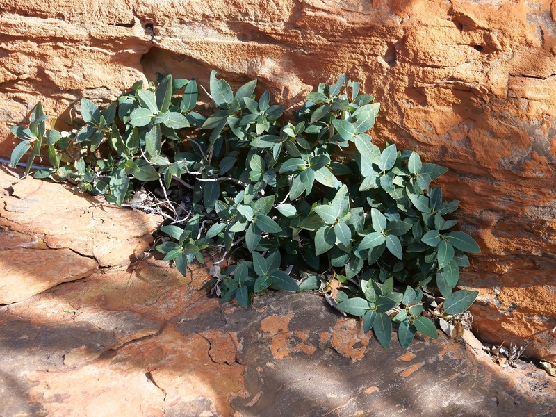 Ficus lilliputiana photo 7