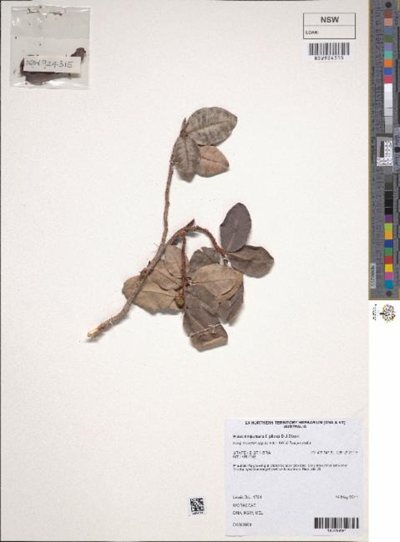 Ficus lilliputiana f. pilosa