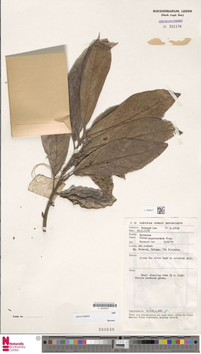 Ficus limosa