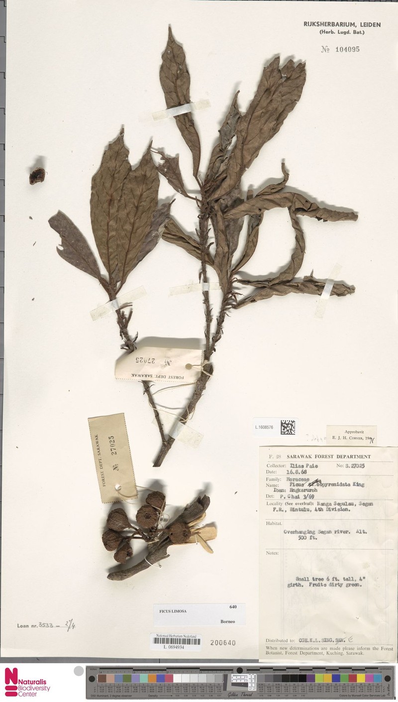 Ficus limosa photo 2