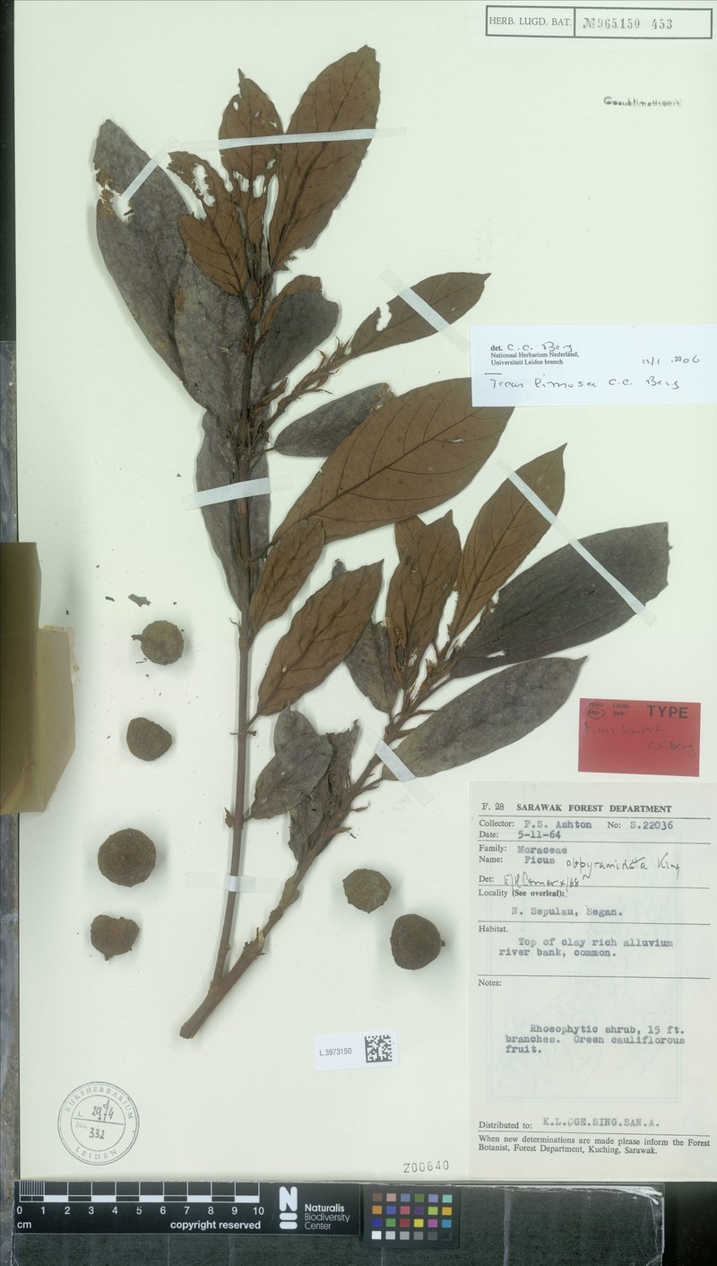 Ficus limosa photo 3