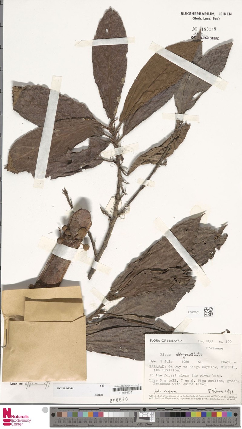 Ficus limosa photo 4