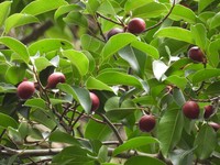 Ficus lindsayana