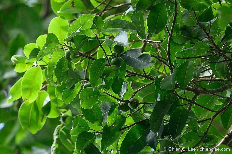 Ficus lindsayana photo 2