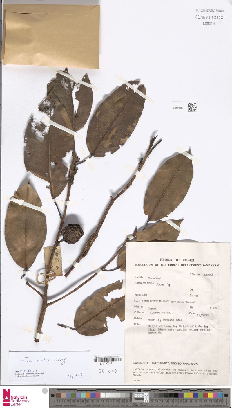 Ficus lindsayana photo 4