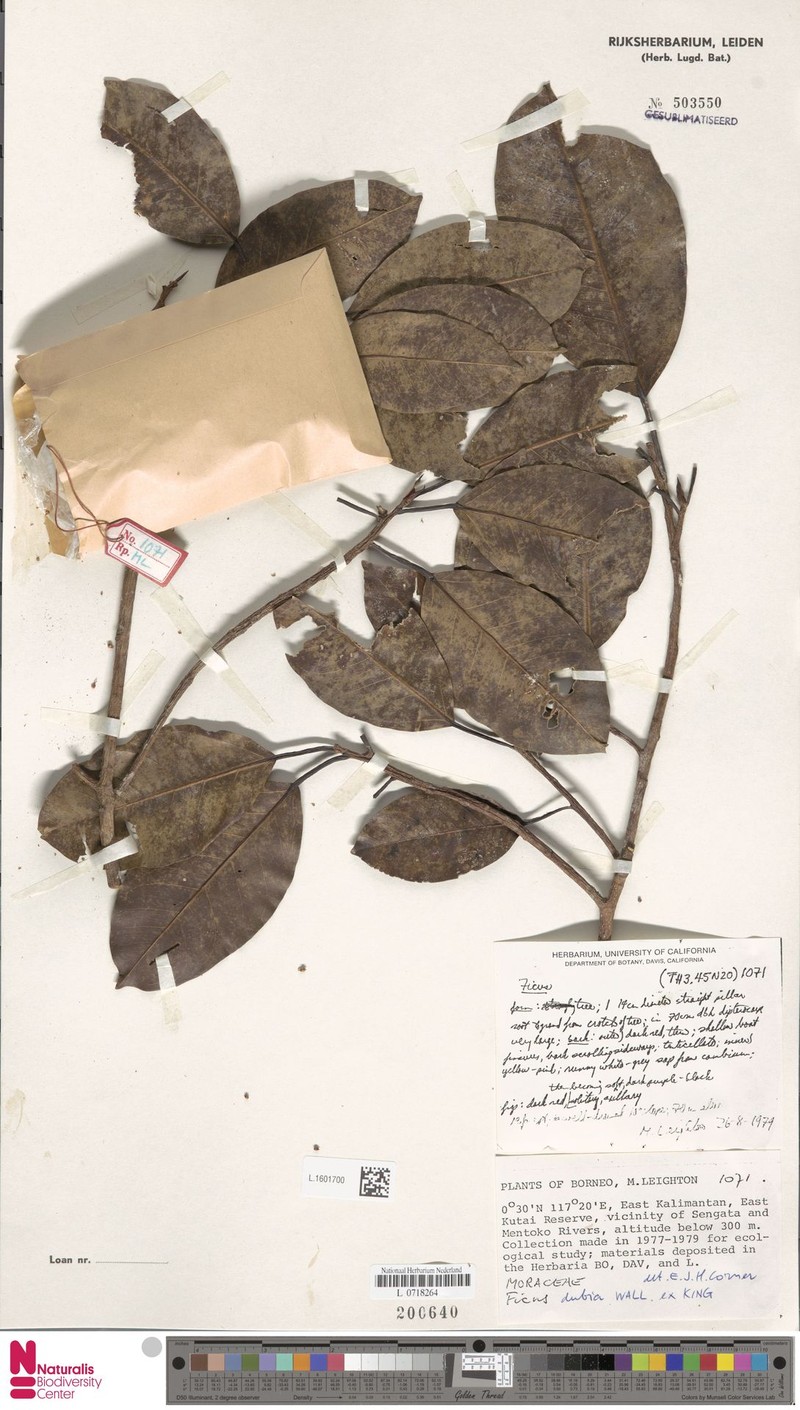 Ficus lindsayana photo 5