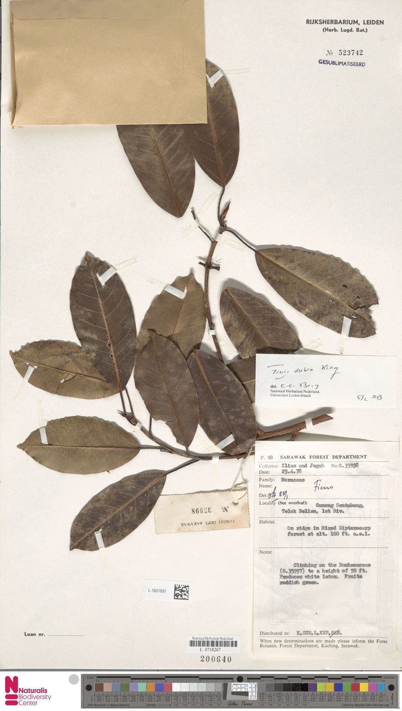 Ficus lindsayana photo 6