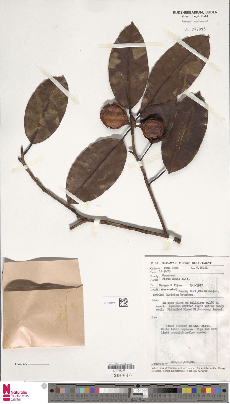 Ficus lindsayana photo 7