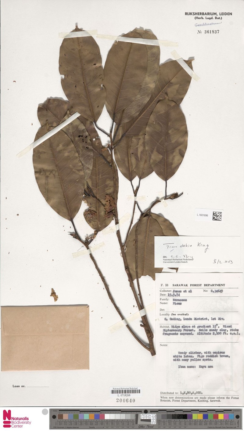 Ficus lindsayana photo 8