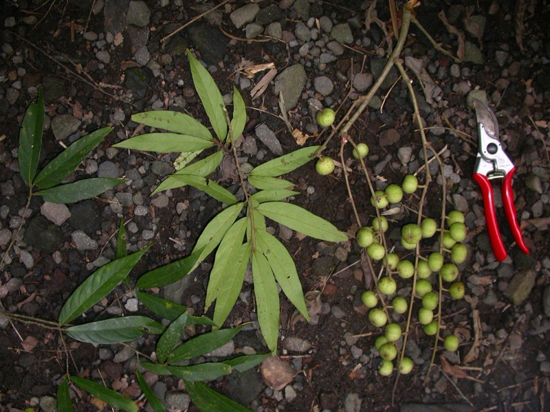 Ficus linearifolia