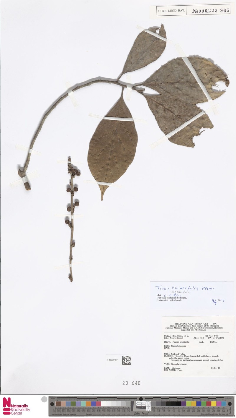 Ficus linearifolia photo 2