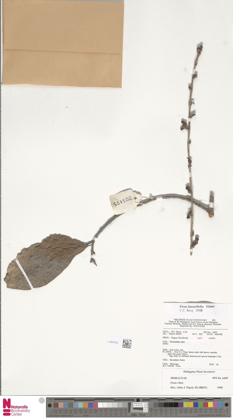 Ficus linearifolia photo 3