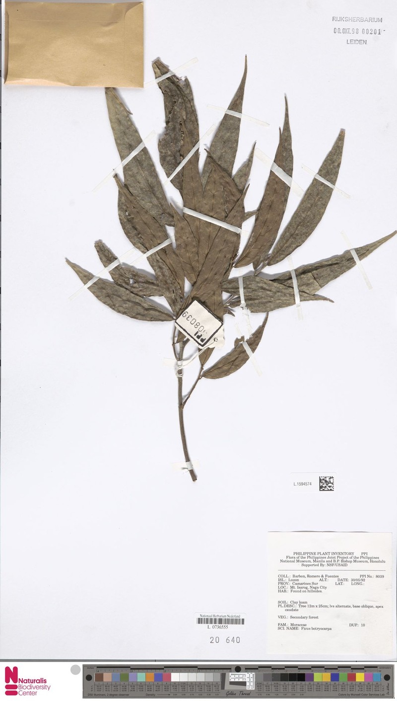 Ficus linearifolia photo 4