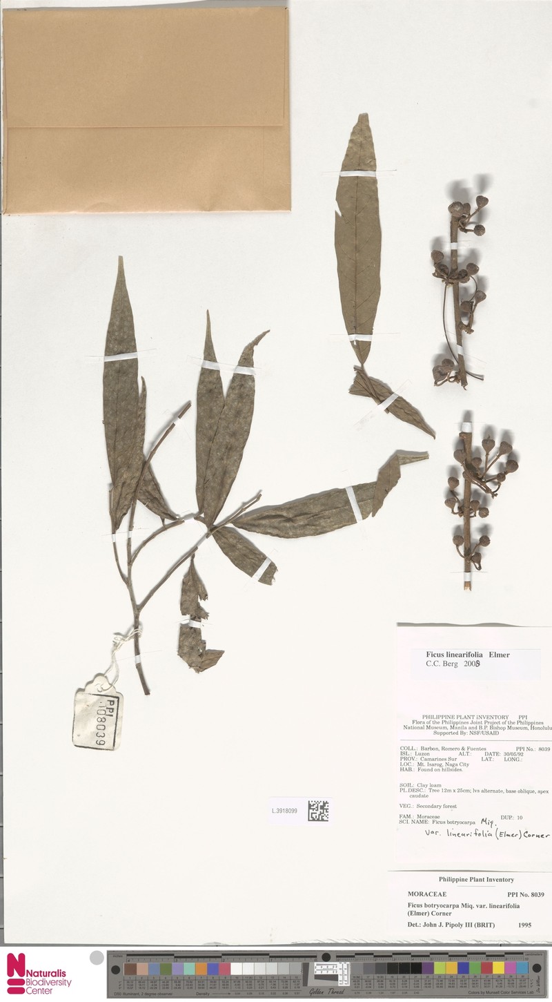 Ficus linearifolia photo 5