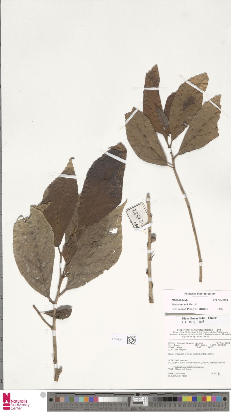 Ficus linearifolia photo 6