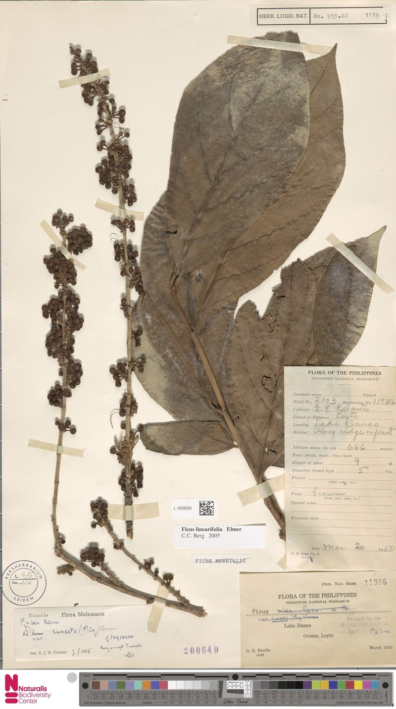 Ficus linearifolia photo 7