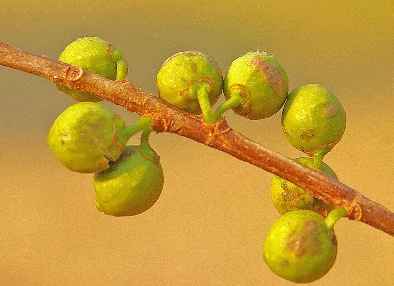 Ficus lingua