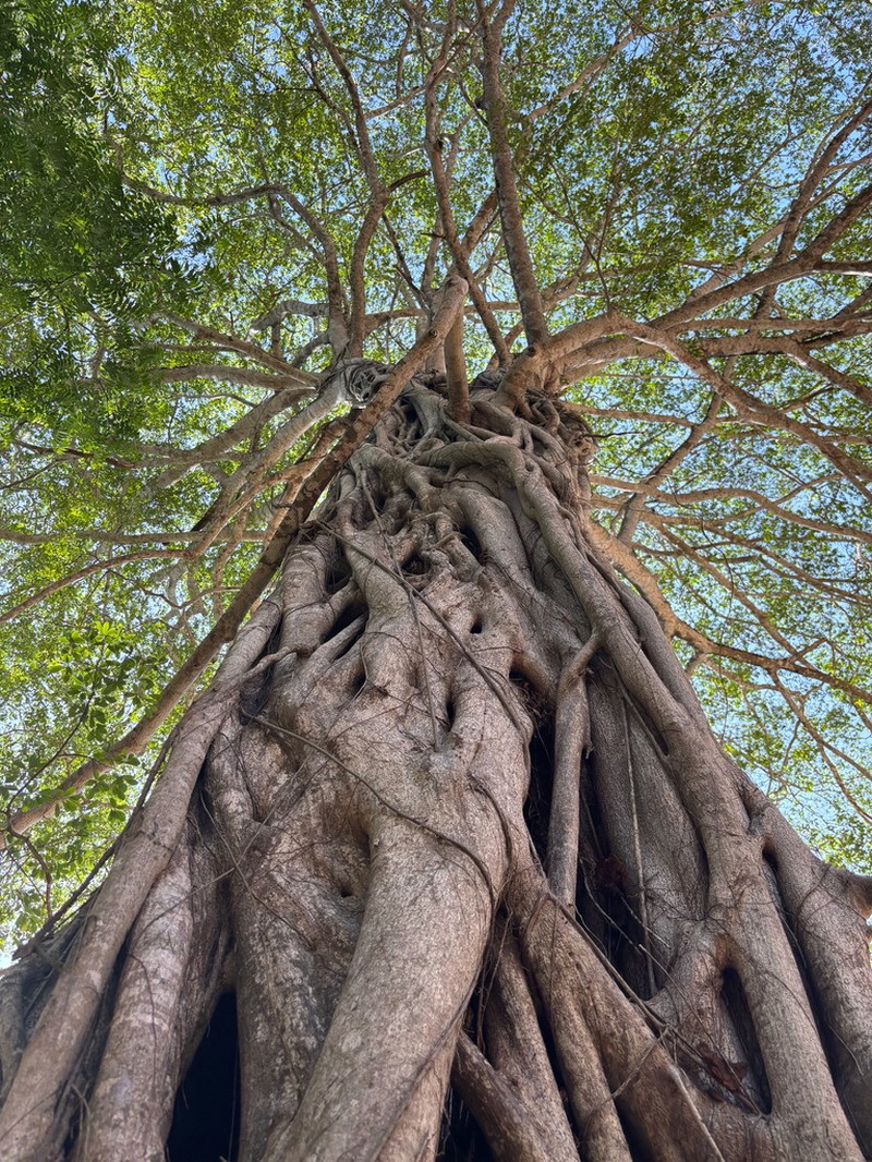 Ficus lingua photo 2