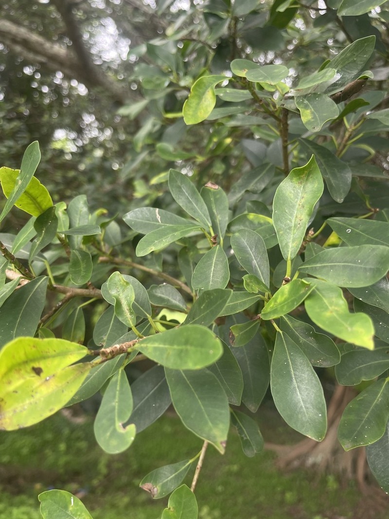 Ficus lingua photo 3
