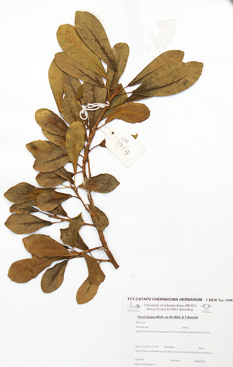 Ficus lingua photo 4