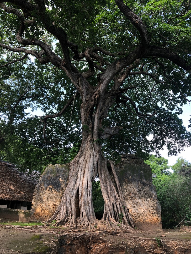 Ficus lingua photo 5