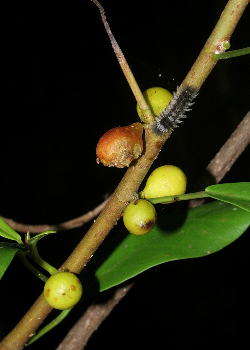 Ficus lingua photo 6