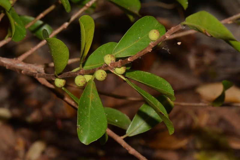 Ficus lingua photo 7