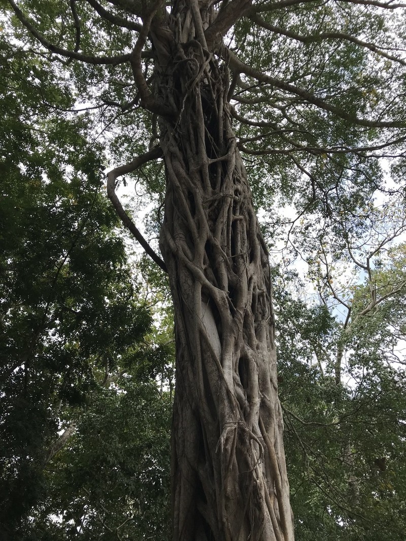 Ficus lingua photo 8