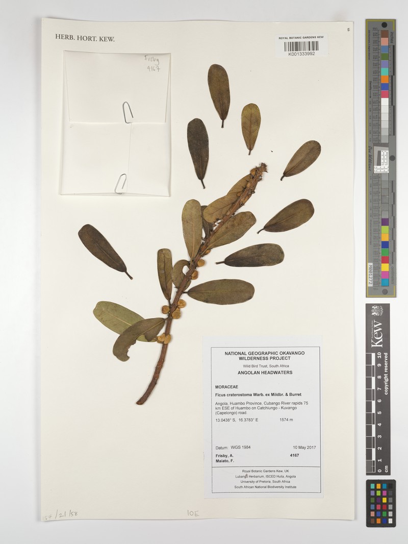 Ficus lingua subsp. depauperata photo 2