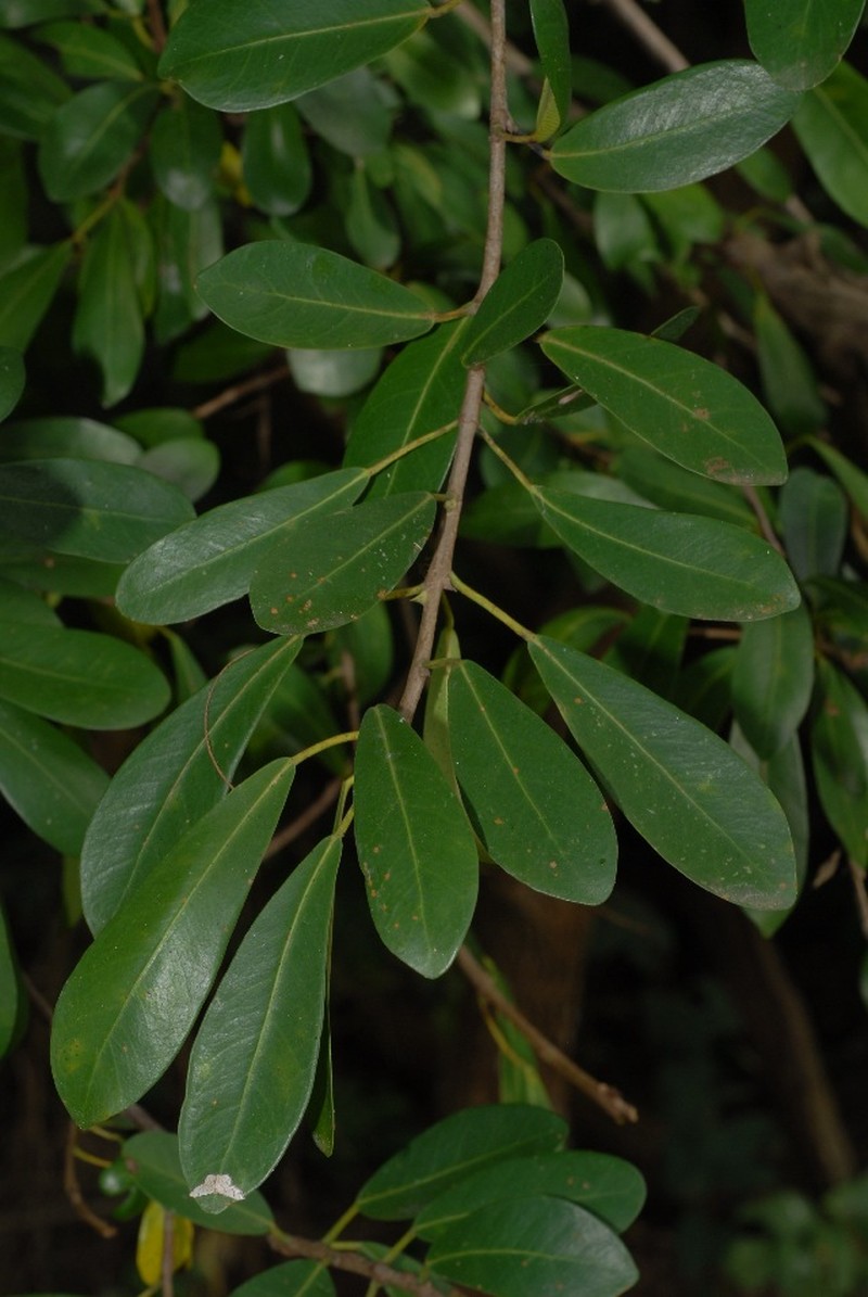Ficus lingua subsp. depauperata photo 3