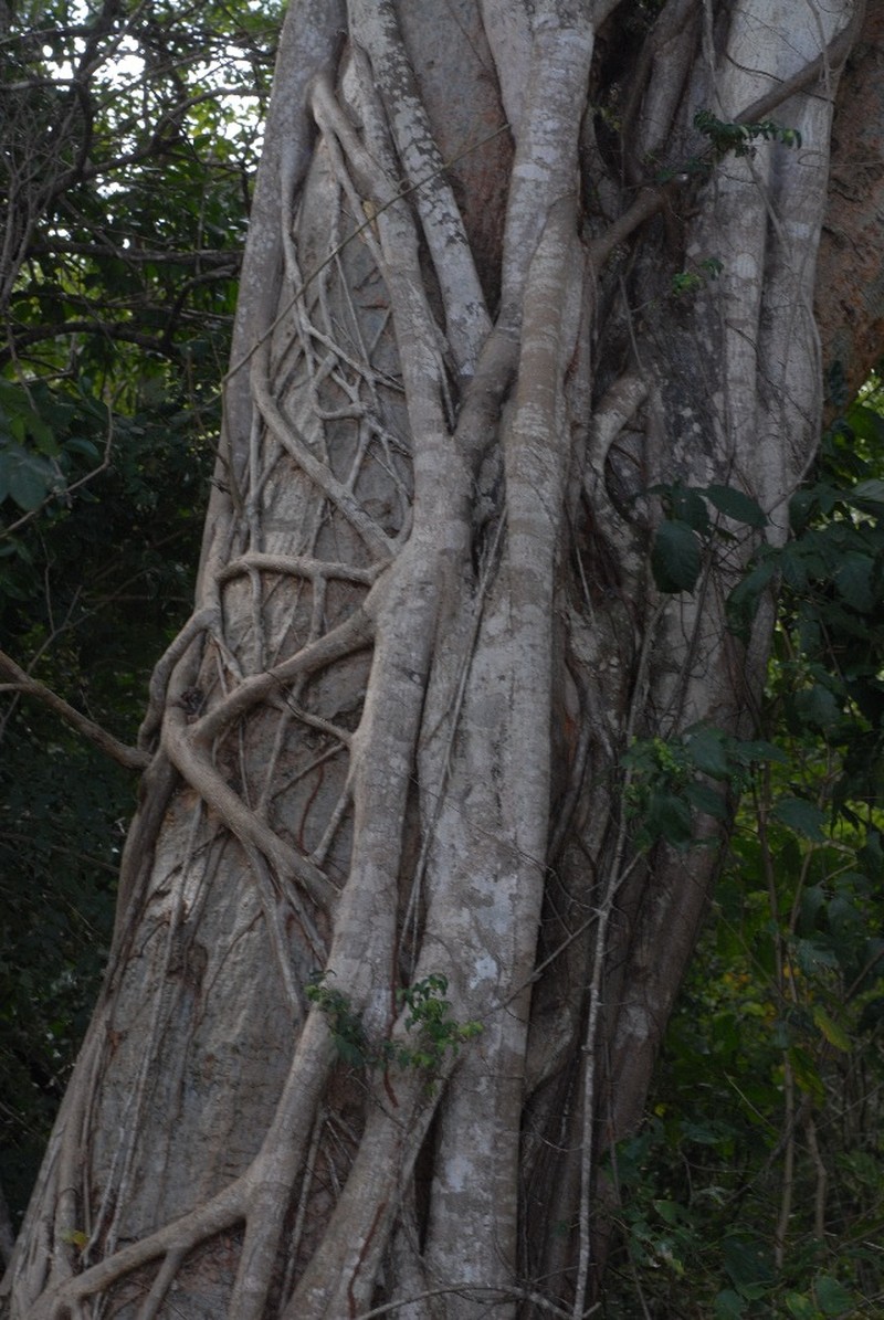 Ficus lingua subsp. depauperata photo 4