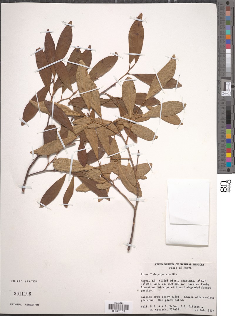 Ficus lingua subsp. depauperata photo 5